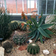 Cactus garden at Will Rogers Park.